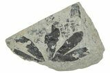 Jurassic Fossil Leaf (Ginkgo) Plate - England #242158-1